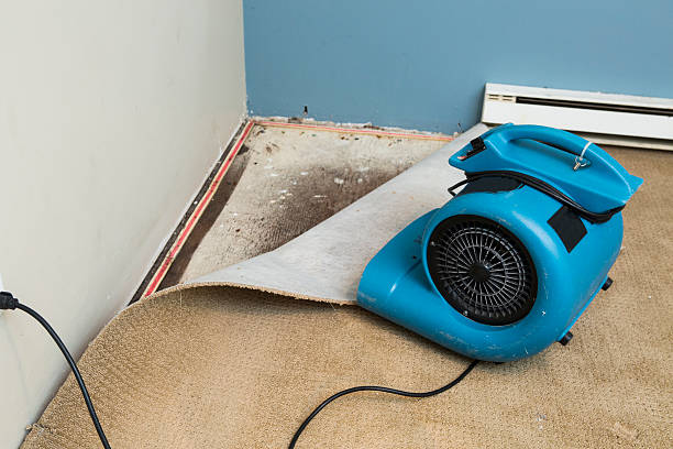 Best Professional water damage repair  in Kirkland, WA